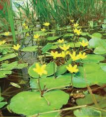 Image result for Nymphoides thunbergiana