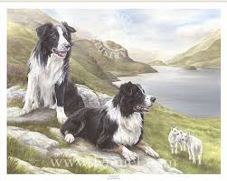 Awareness By Lynn Paterson Border Collie Art Collie Border Collie