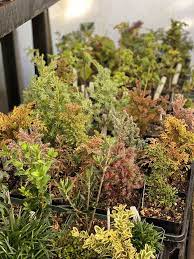 Payless hardware, rockery & nursery has been serving the san jose, ca community for the last 40 years. Payless Hardware Rockery Nursery 341 Photos 143 Reviews Building Supplies 2927 S King Rd San Jose Ca United States Phone Number