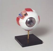 How To Make A Model Eyeball Using A Styrofoam Ball Tutorial Making A Model Eye Anatomy Anatomy Models