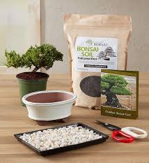 They make perfect beginner bonsai trees for inexperienced growers as they are forgiving, easily shaped. Bonsai Kit 1800flowers Com 157341