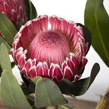 Image result for Protea enervis