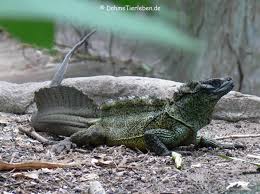 Merupakan salah satu jenis reptilia yang cenderung di hindari, tapi juga banyak ornag. 10 Kadal Terunik Di Dunia 2 Jenis Ada Di Indonesia Mongabay Co Id