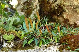 Image result for Elaphoglossum aubertii