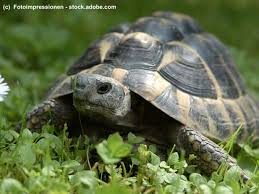 Fehler Bei Der Haltung Von Landschildkroten Haustiermagazin Landschildkroten Schildkrote Haustier Schildkroten Haltung