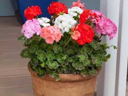 Image result for foto muškáty