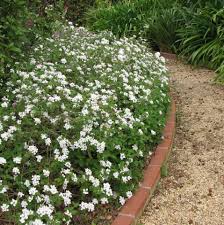 Image result for Lantana