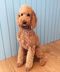 What's going on, might refer more to interpersonal behaviour, and what's happening? might refer more to happenings in the environment. Instagram Photo By Cotton Dec 30 2015 At 5 45pm Utc Standard Poodle Poodle Dogs
