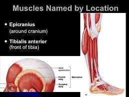 When the name of a muscle is based on the attachments. Muscular System