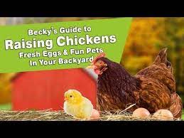 Youtube Raising Chickens Cool Pets Chickens