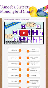 The handouts are application oriented and supplemental to the more important thing like creating in the classroom and hands on labs. Amoeba Sisters Monohybrid Cross Interactive Worksheet By Christie Dobbin Staff Leesvillerdhs Wizer Me