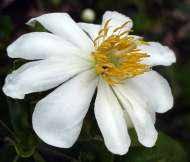 Image result for Xylotheca tettensis