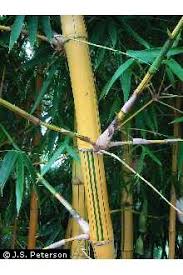 Image result for Bambusa vulgaris
