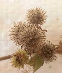 Image result for Harpachne schimperi