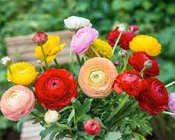Ranunculi All About Growing Ranunculus Bulbs Summer Flowering Bulbs Summer Bulbs Ranunculus Garden