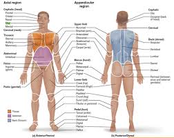 A layer of muscles, 50 per cent of the total body. Exercise 1 Review Sheet The Language Of Anatomy Flashcards Quizlet