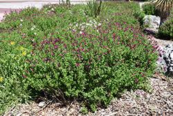 Salvia greggii 'mirage deep purple' (1 x 9cm pot, for spring/summer planting). Mirage Burgundy Autumn Sage Salvia Greggii Balmirbur In Selma North Carolina Nc At Dewayne S