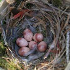 Learn vocabulary, terms and more with flashcards call: South Carolina State Bird Carolina Wren