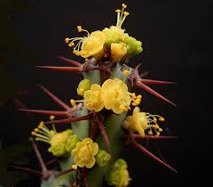 Image result for Euphorbia schinzii