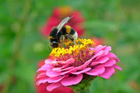 Flowers that attract bees in texas. What Specific Plant Qualities Attract San Antonio Pollinators