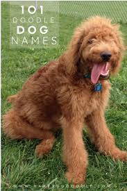 Black And Brown Dog Names Dreaming Up The Perfect Name For Your Doodle Dog Finding A Dog Name That Fits Your Little Bundle Of Fluff S Pe Goldendoodle Names Dog Names Cute Dog Names Boy