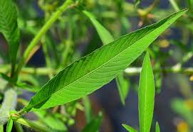 Image result for Ludwigia leptocarpa