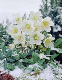 There are very few plants that flower in winter so if this is a pleasure that appeals then it is important to plant carefully. Gartenlandschaftsdesign Sydney Vergangenheit Hinterhof Wintergarten Pdf Unter Garten L Backya G Winter Flowers Winter Flowers Garden Winter Plants