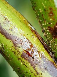 Are aphids farmed by ants? Get Rid Of Aphids Naturally With These 9 No Fail Solutions Garden Betty