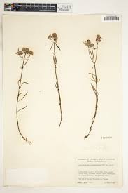 Image result for Haumaniastrum