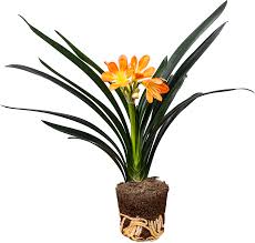 Image result for clivia