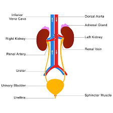 Pulmonary veins the pulmonary veins are responsible for carrying oxygenated blood from the lungs to the left side of the heart, specifically the left atrium (better seen in the diagram at the end of the post). Human Urinary System Labelled Diagram Tasmeemme Com