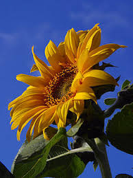 Hampir semuanya pasti menjadi senang dan kemudian terpompa semangatnya. Bunga Matahari Wikipedia Bahasa Indonesia Ensiklopedia Bebas