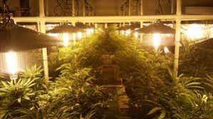 Now you've set up your grow room, you can start thinking about growing your plants. Basement Grow Room Tips For Noise Control For The Indoor Grow Setup Include Strips Of Insulation Near The Grow Light System