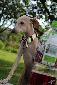 what s for breakfast windhunde italienisches windspiel hunde