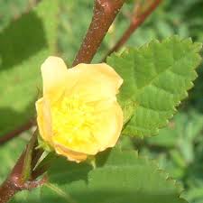 Image result for Sida urens