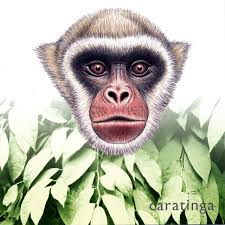 They are arboreal animals, moving quadrupedally by leaping and climbing. Black Capped Capuchin Monkeys Song By Douglas Quin Spotify