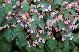 Begonia Grandis Hardy Begonia