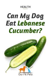 On hot summer days, they can even help keep. Can My Dog Eat Lebanese Cucumber Our Fit Pets Dog Eating Foods Dogs Can Eat Can Dogs Eat Bananas