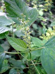Image result for Acalypha racemosa