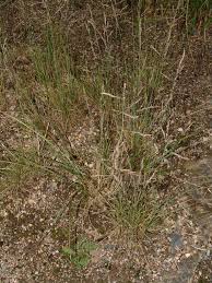 Image result for Hubbardochloa gracilis
