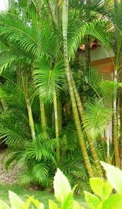 Palm Tree That Looks Like Bird Of Paradise Beautiful Butterfly Or Areca Palm Palm Trees Landscaping Palm Garden Tropical Garden Design