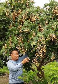 Toko trubus merupakan toko pertanian terlengkap. Toko Trubus Online Toko Trubus Official