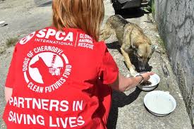 Large numbers from animals fell from pollution. Chernobyl Horrifying Photos Of Chernobyl Nuclear Plant Accident And Its Aftermath Cbs News