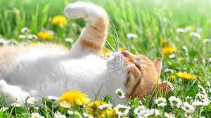 All of these flowers contain highly toxic substances and eating just two or three leaves, or even drinking water from a vase containing them can be potentially fatal. Lilies And Cats A Toxic Combination All About Cats