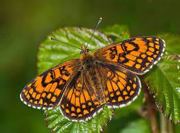 Pin En European Butterflies