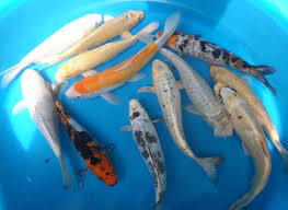 Check spelling or type a new query. Buy Fish Online Koi Carp Pond Fish For Sale Uk Breeder The Carp Co