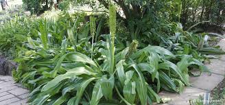 Image result for Scadoxus pole-evansii