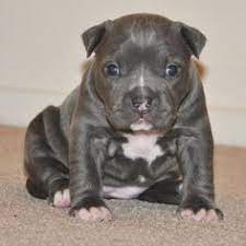 56 Best I Want A Amstaff Or Staffordshire Terrier Ideas Pitbulls Staffordshire Terrier Puppies