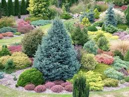 Let S Talk About Landscape Design With Conifers Conifers Garden Heather Gardens Garden Shrubs