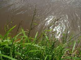 Image result for Scleria racemosa